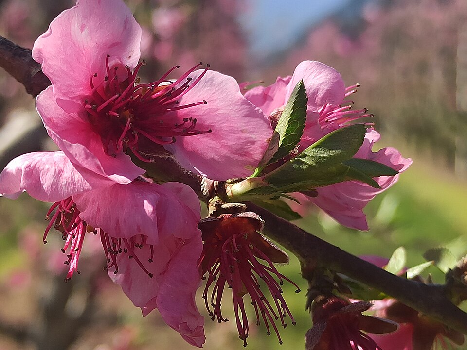 Peach trees in blossom near Veria